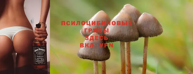 Галлюциногенные грибы Psilocybine cubensis Сортавала